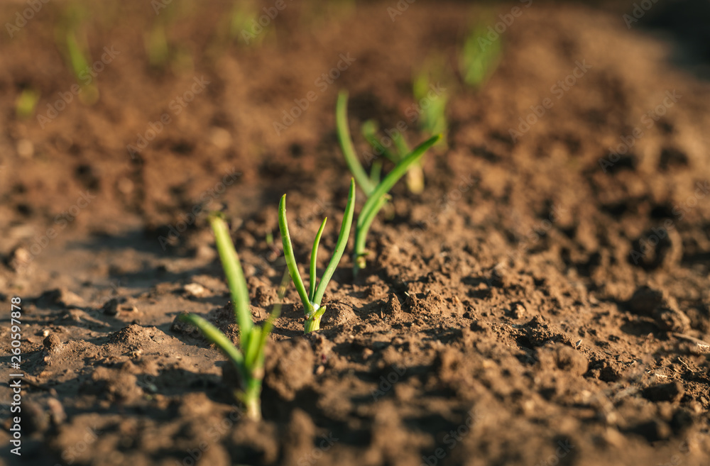Image - Close up photo of young and small onions in rows. Onion plants growing in the clay soil in springtime on sunset. Onion is growing in the dark brown soil - beautiful blurred background Image - Close up photo of young and small onions in rows. Onion plants growing in the clay soil in springtime on sunset. Onion is growing in the dark brown soil - beautiful blurred background