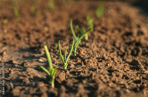 Image - Close up photo of young and small onions in rows. Onion plants growing in the clay soil in springtime on sunset. Onion is growing in the dark brown soil - beautiful blurred background