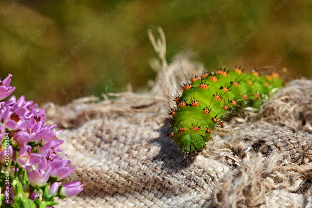 Saturnia pavonia - Night butterfly larva Saturnia pavonia - Night butterfly larva