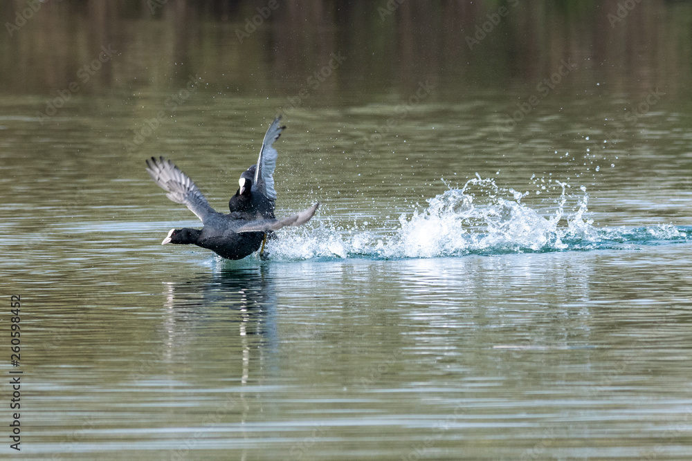 Coots (fulica atra) showing aggressive fighting territorial behaviour in early spring Coots (fulica atra) showing aggressive fighting territorial behaviour in early spring
