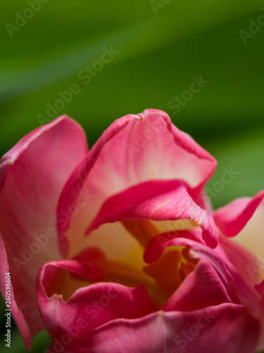 Still Life Tulip isolated on green background