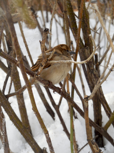 Sparrow sits on verke near plan photo