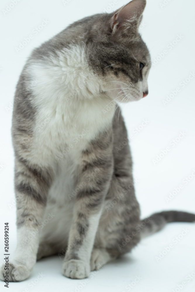 gato en fondo blanco de perfil