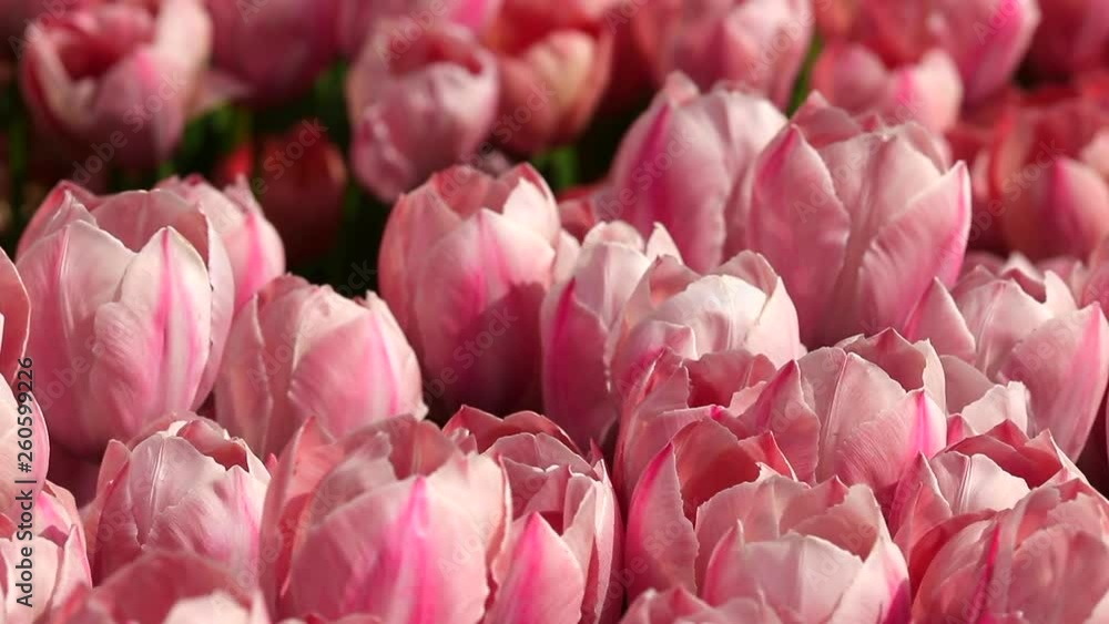 Pink tulip farm Pink tulip farm