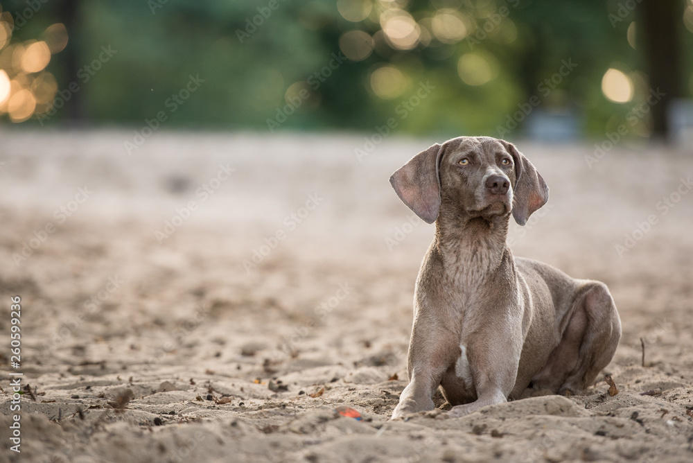 Hund Weimeranerhündin liegt im platz am Strand und wartet im schönsten Licht