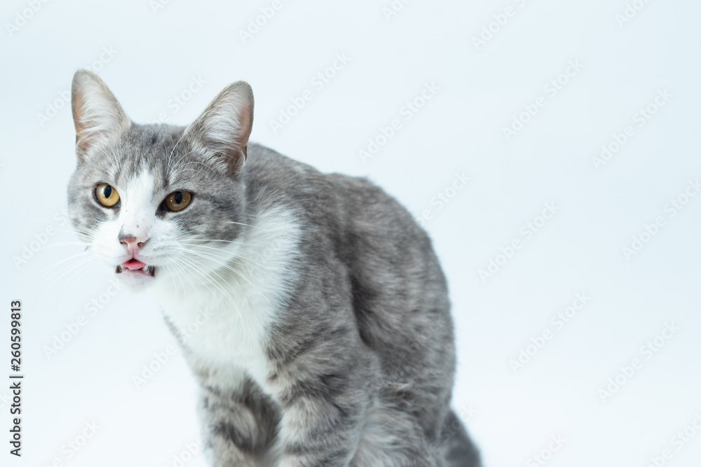 gato raro en fondo blanco Stock-Foto | Adobe Stock