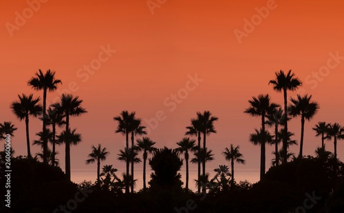 Sunset with palms.