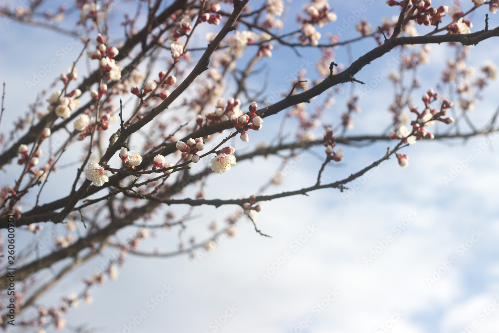 Branches of apricot with flowers and buds against the blue sky.