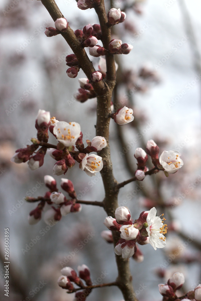 Branches of apricot with flowers and buds against the blue sky. Branches of apricot with flowers and buds against the blue sky.