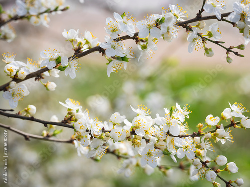 two branches of blooming apricot tree in close up view