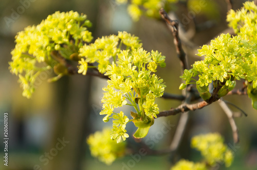 Blooming maple