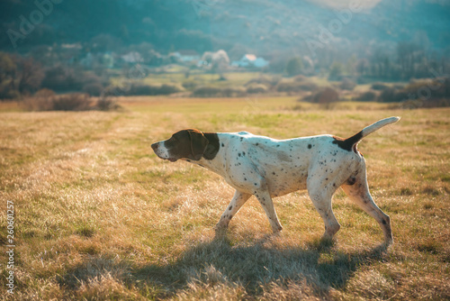 german shorthaired pointer hunting