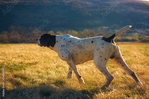 german shorthaired pointer hunting