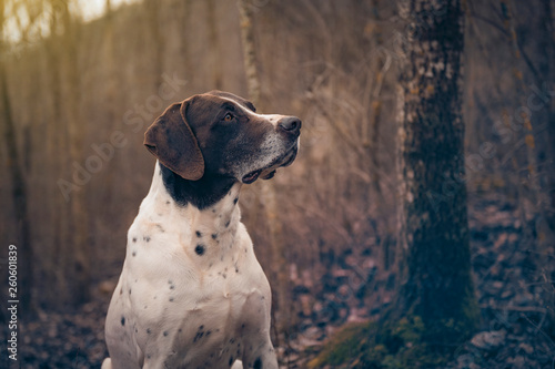 german shorthaired pointer hunting