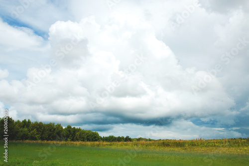 Green meadow under blue sky with clouds and forest in distance. Beautiful landscape image. Background picture for different purposes  selective focus