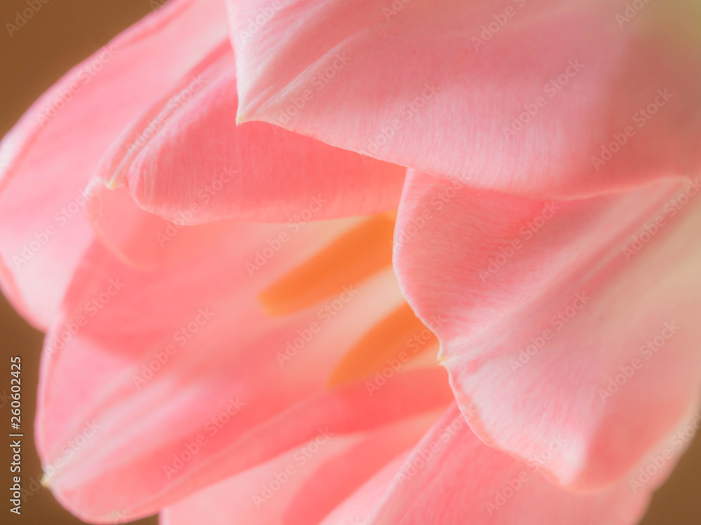 Beautiful blurred pink tulips close-up macro shot, spring time concept