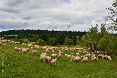 Farm animals on pasture