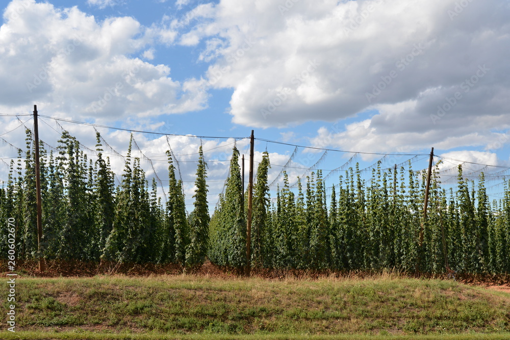 Hop garden Hop garden