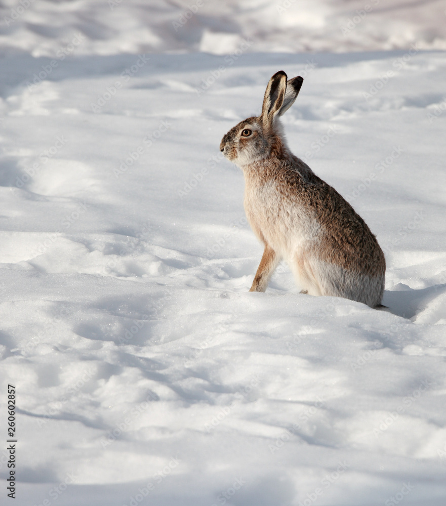 Obraz premium Hare sitting on white snow in winter