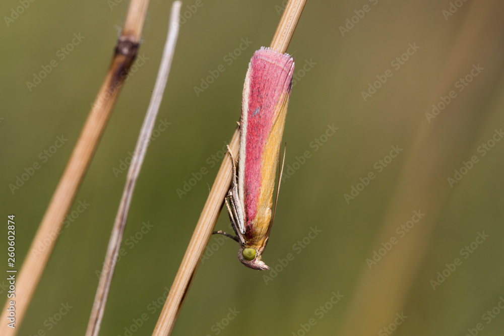 Oncocera semirubella