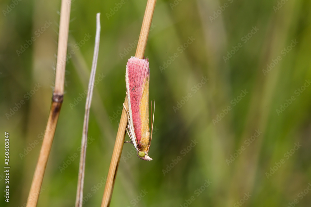 Oncocera semirubella