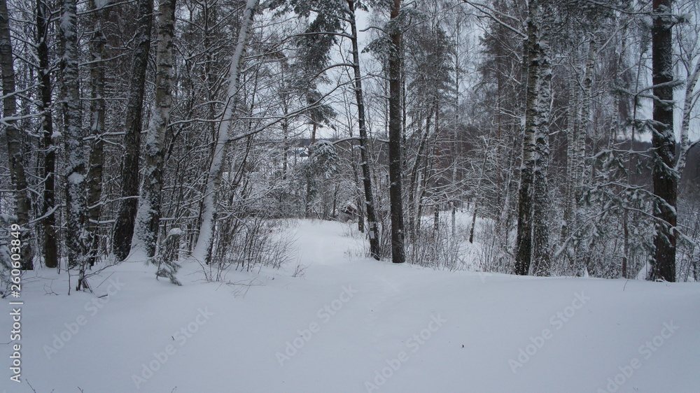 Snowy road in the frosty winter in the midst of trees and bushes. Snowy road in the frosty winter in the midst of trees and bushes.