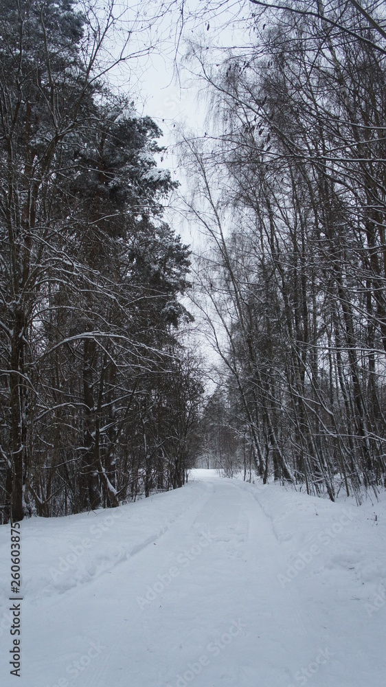Obraz premium Snowy road in the frosty winter in the midst of trees and bushes.