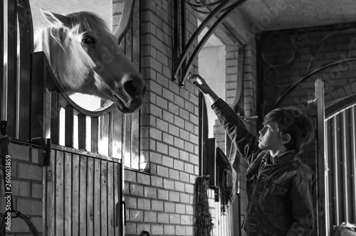 The boy holds out his hand to the white horse in the stable. The relationship of children and animals