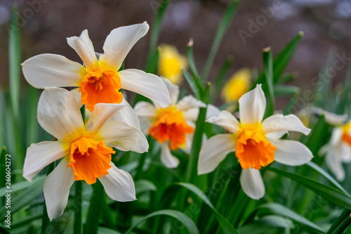 White and orange Daffodil flowers