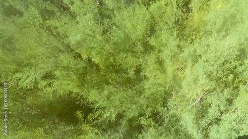 Wallpaper Mural Beach plants that are moved by the wind before a storm. Torontodigital.ca