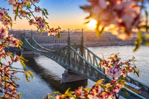 Photography Budapest, Hungary - Beautiful Liberty Bridge over River Danube with traditional yellow tram  at sunrise with cherry blossom at foreground