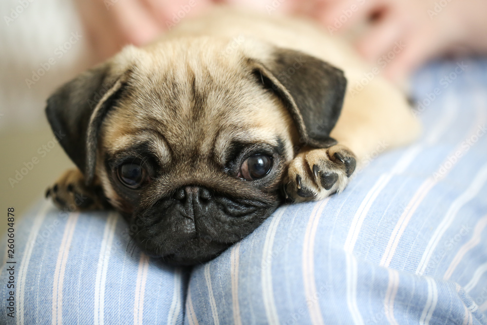 Adorable puppy of pug on hands of beautiful woman Adorable puppy of pug on hands of beautiful woman