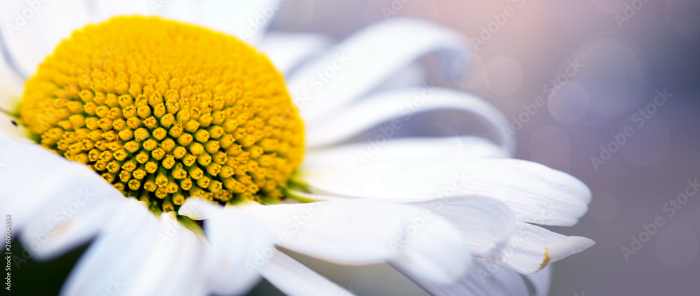 The beautiful daisy isolated on a blur colorful background. - obrazy, fototapety, plakaty 