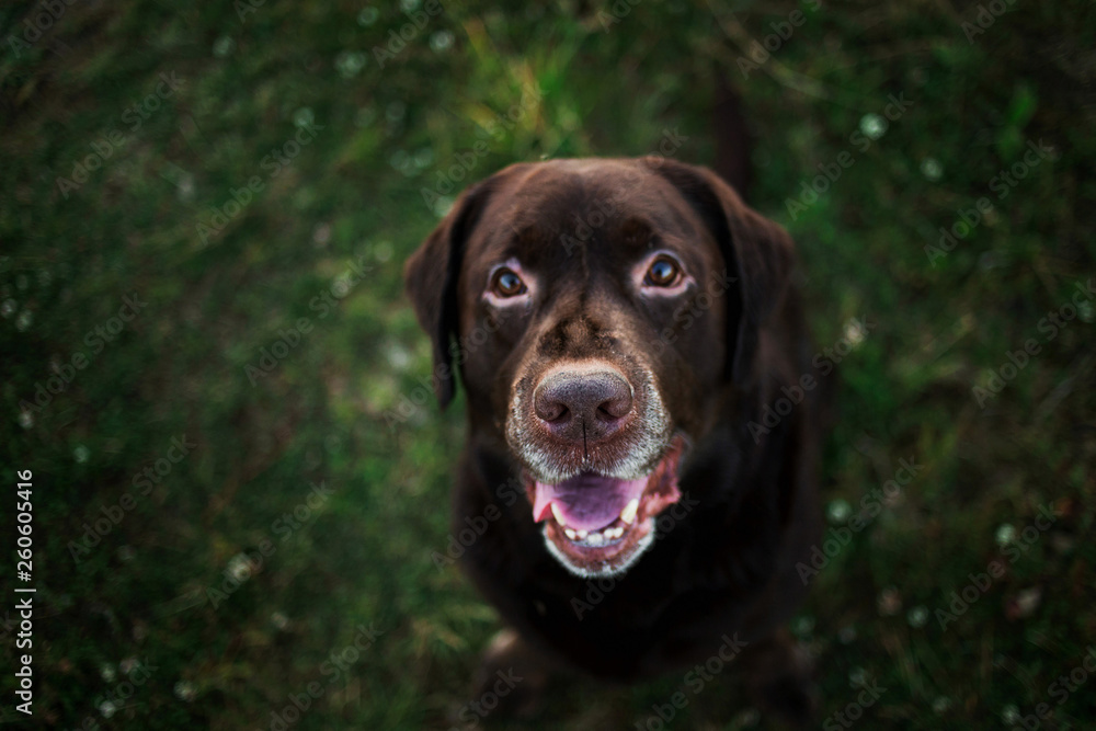 Portrait of chocolate labrador sitting on the summer field, natural light Portrait of chocolate labrador sitting on the summer field, natural light