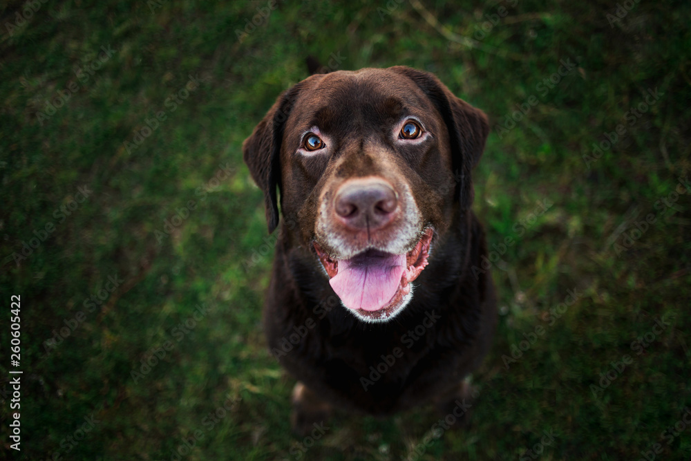 Portrait of chocolate labrador sitting on the summer field, natural light Portrait of chocolate labrador sitting on the summer field, natural light