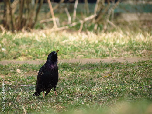 crow on grass