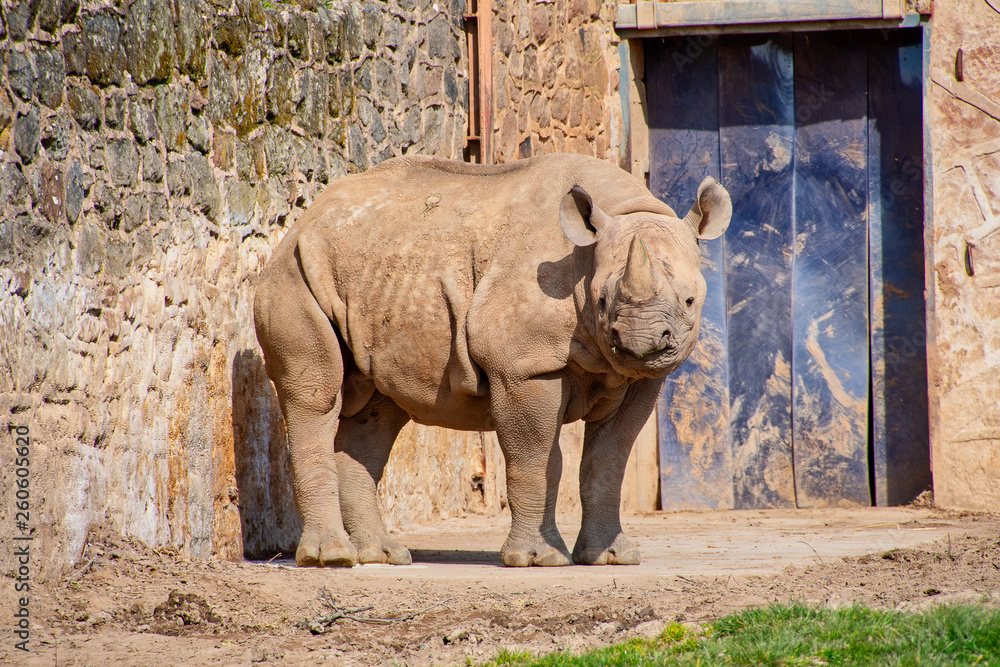 Naklejka premium Young Black Rhino