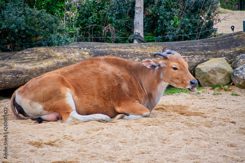 Banteng cattle laying on the ground
