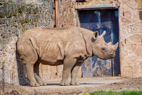 Young Black Rhino