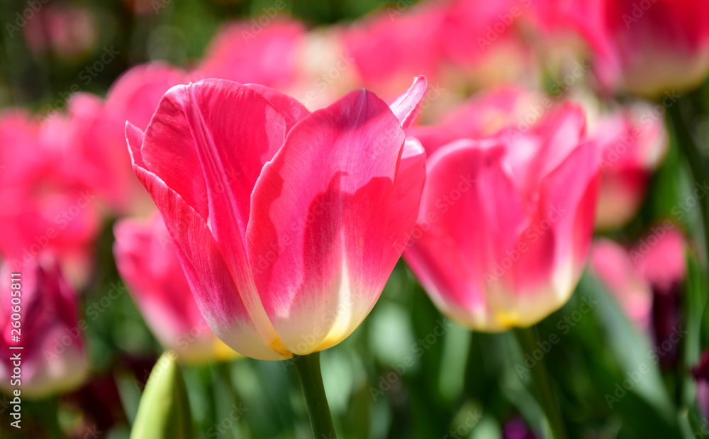 Pinke Tulpen im Sonnenlicht