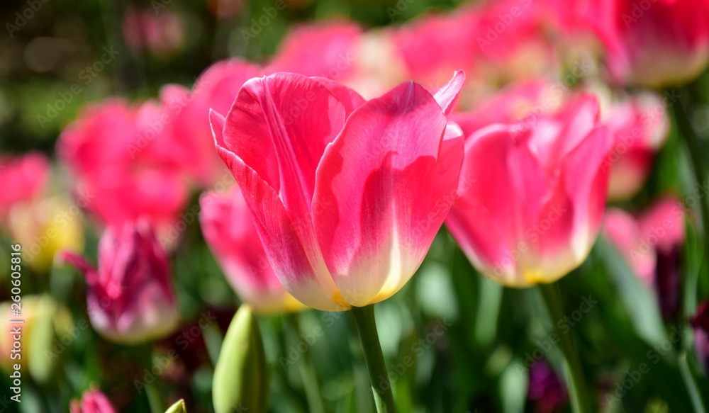 Pinke Tulpen im Sonnenlicht