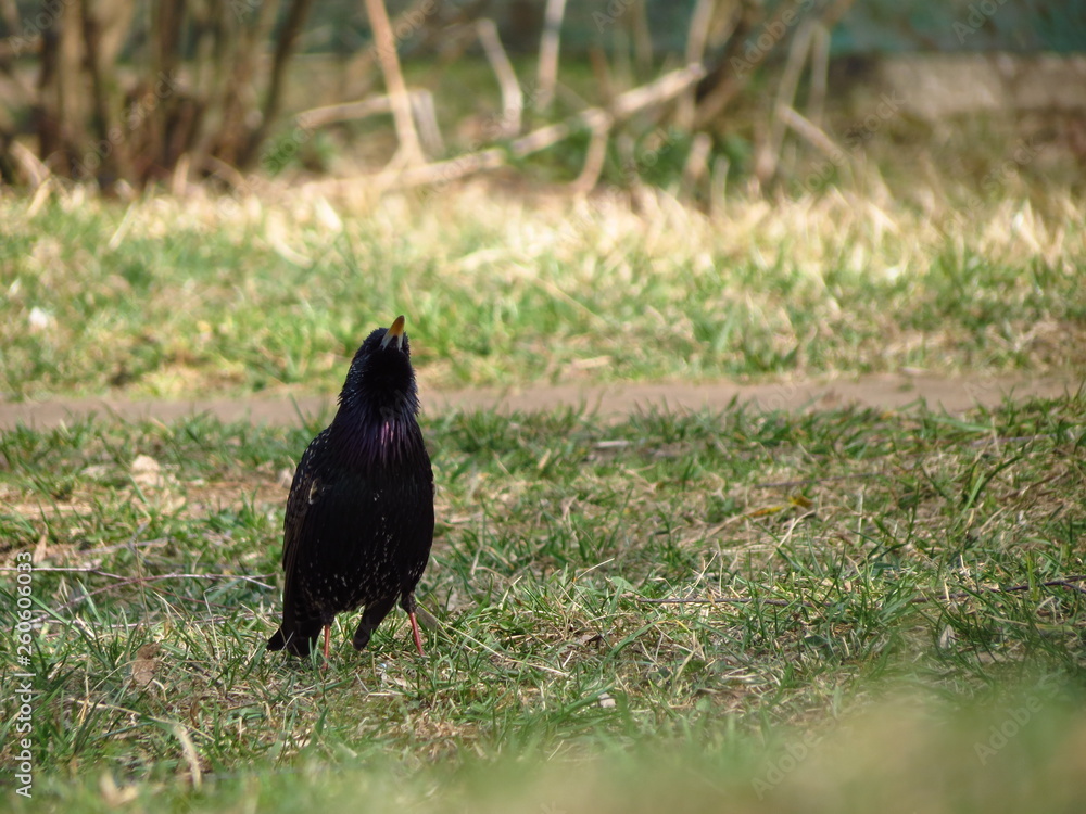 Fototapeta premium crow on green grass
