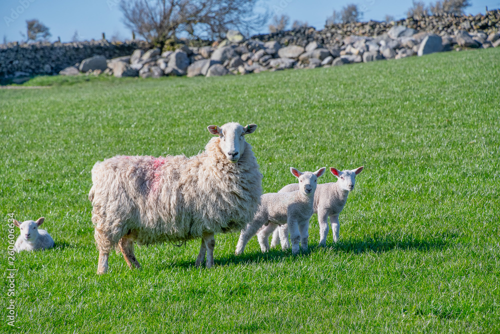 Baby lambs with their mother in a field Baby lambs with their mother in a field