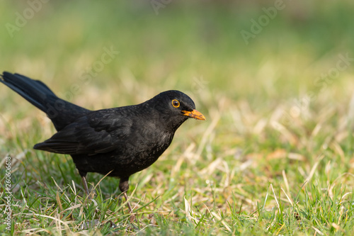 A male blackbird looking for food on the ground