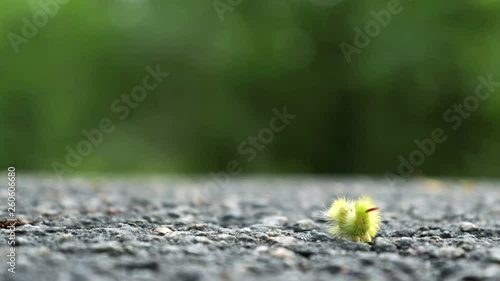 Big furry yellow caterpillar with red tail (Calliteara pudibunda) crawling on a rocky surface photo