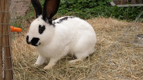 Kaninchen mit weißer Nase verspeist eine Karotte photo