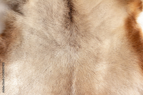 Reindeer fur background texture. Natural material pattern. photo