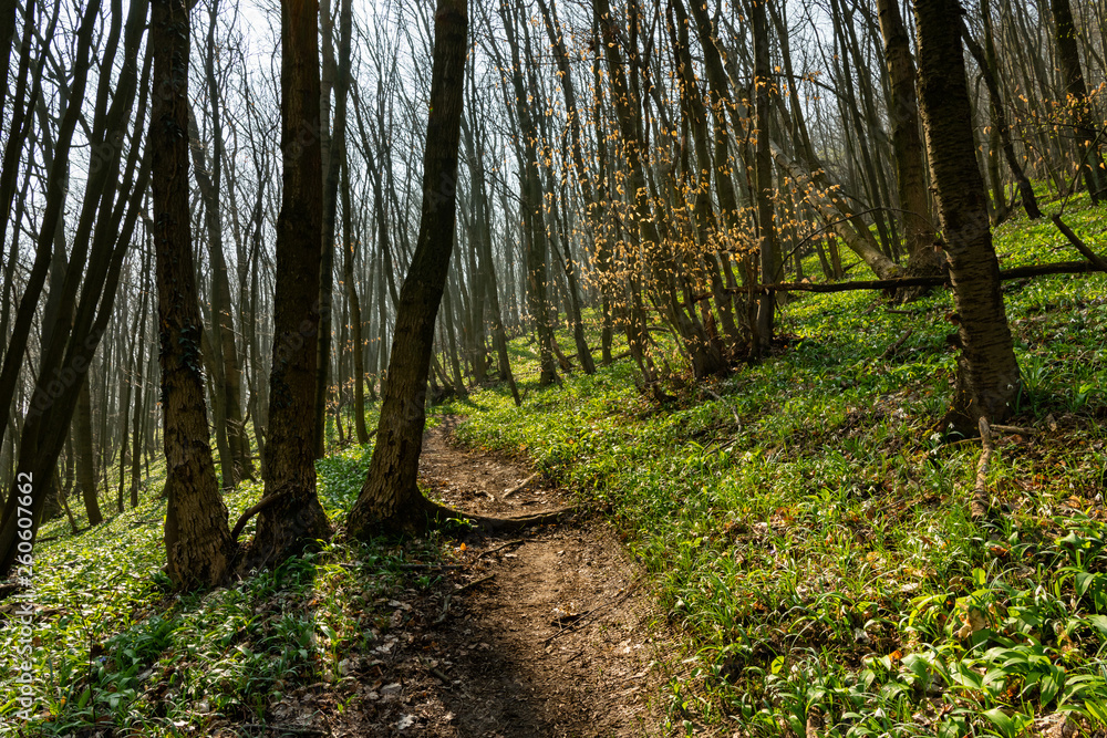 Path through a deciduous forest in early spring Path through a deciduous forest in early spring