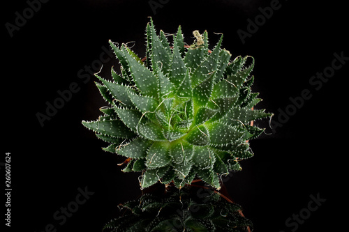 Aloe aristata rosette in a pot with pebbles isolated on black glass photo