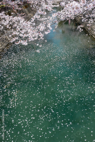 大垣市水門川の桜